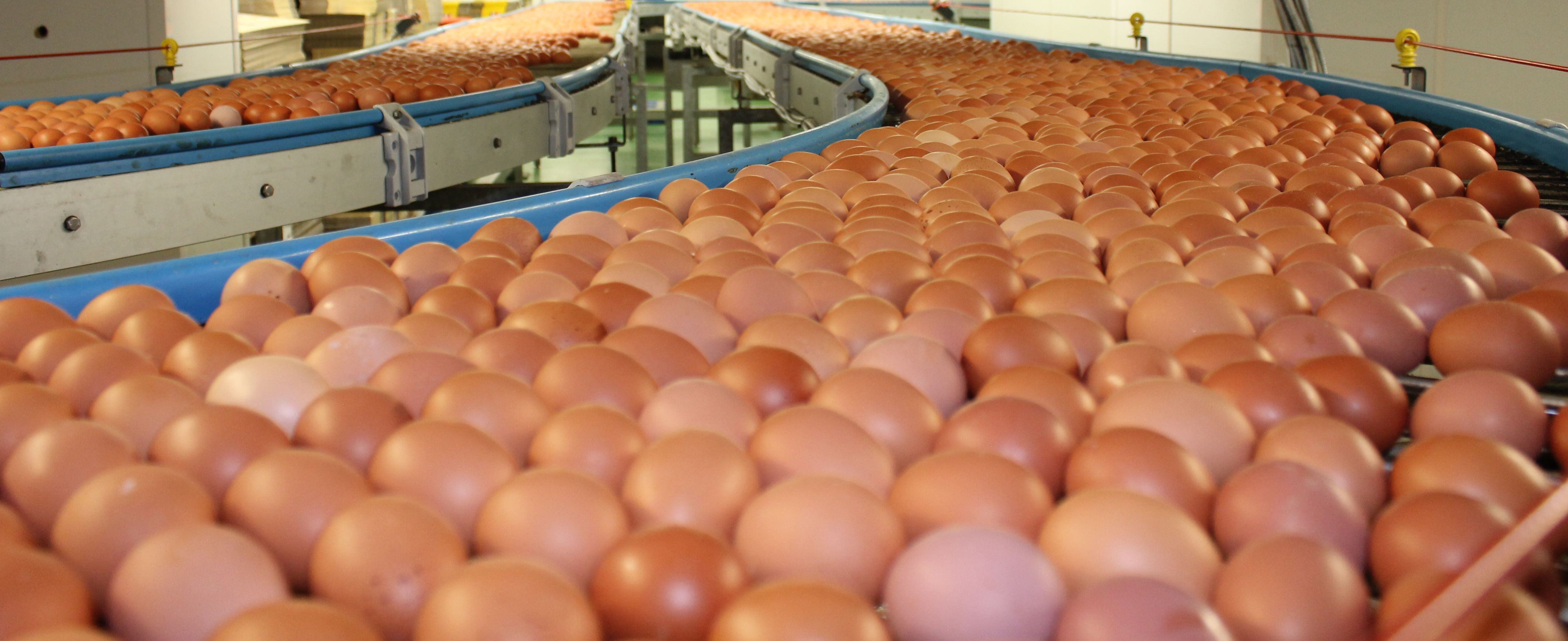 eggs